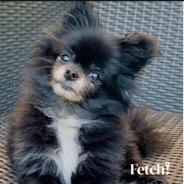 Fetch! Pet Care, Illinois, Orland Park